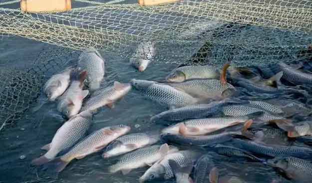 羅茨鼓香蕉在线视频视频水產養殖鱖魚案例